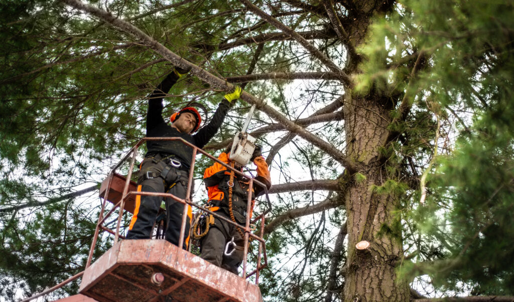 Two tree workers on a lift platform cutting pine branches