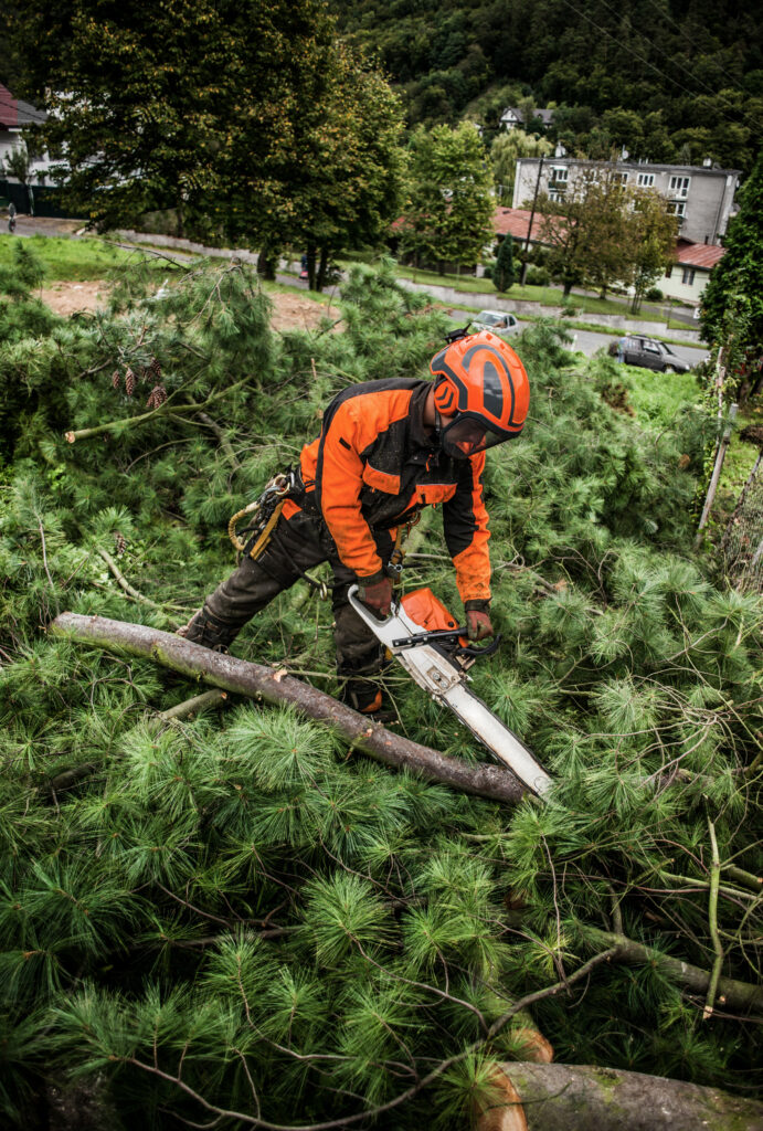 247 Emergency Tree Services in Grapevine Texas