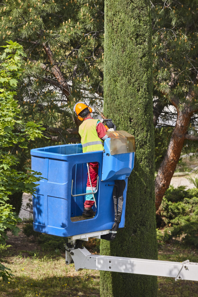 Arborist Grapevine Texas