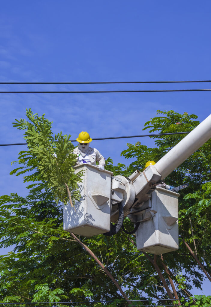 Tree Removal Service in Grapevine