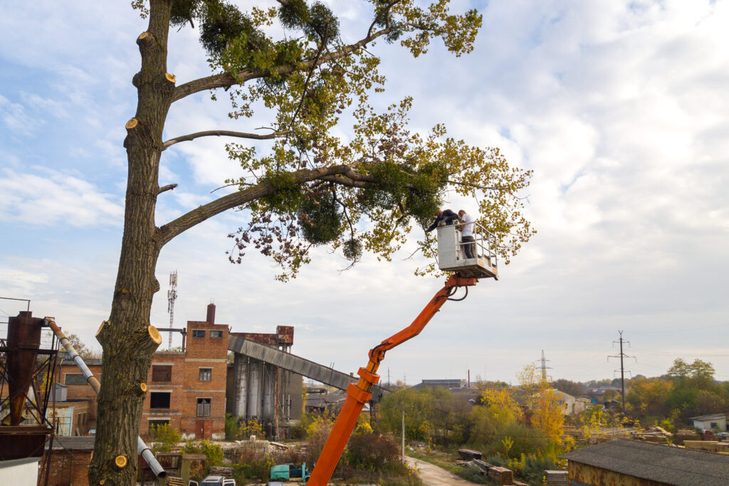 Two workers in a lift pruning a large tree beside industrial buildings