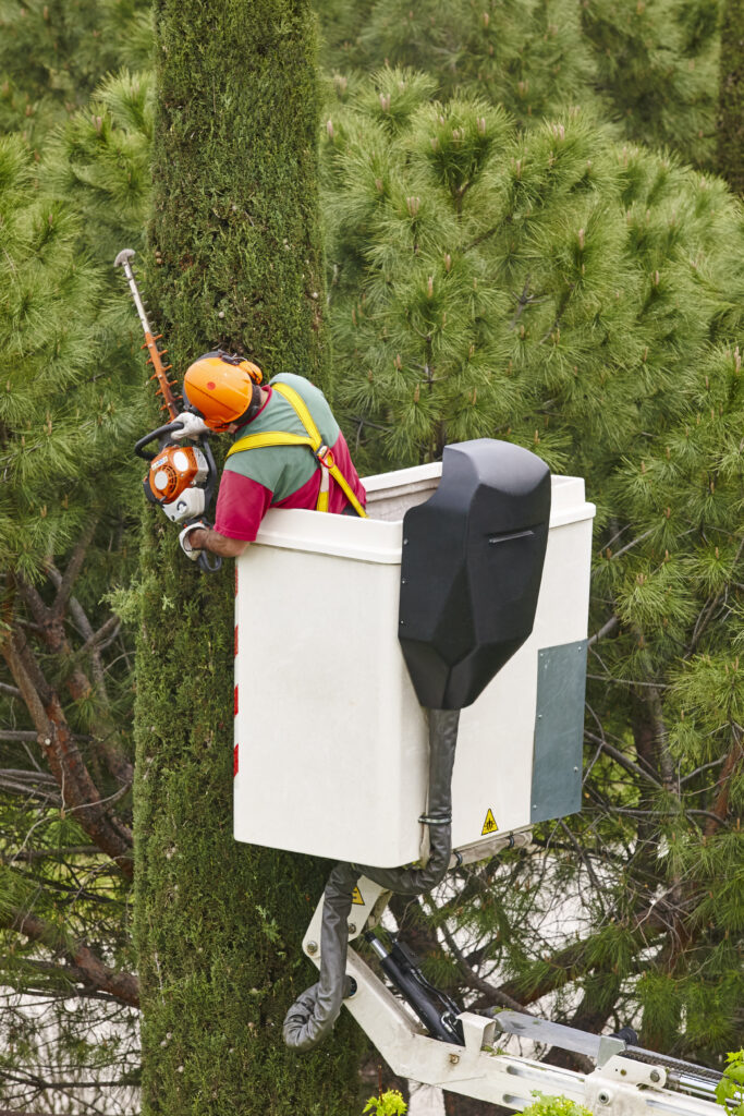 Tree trimming Grapevine Texas